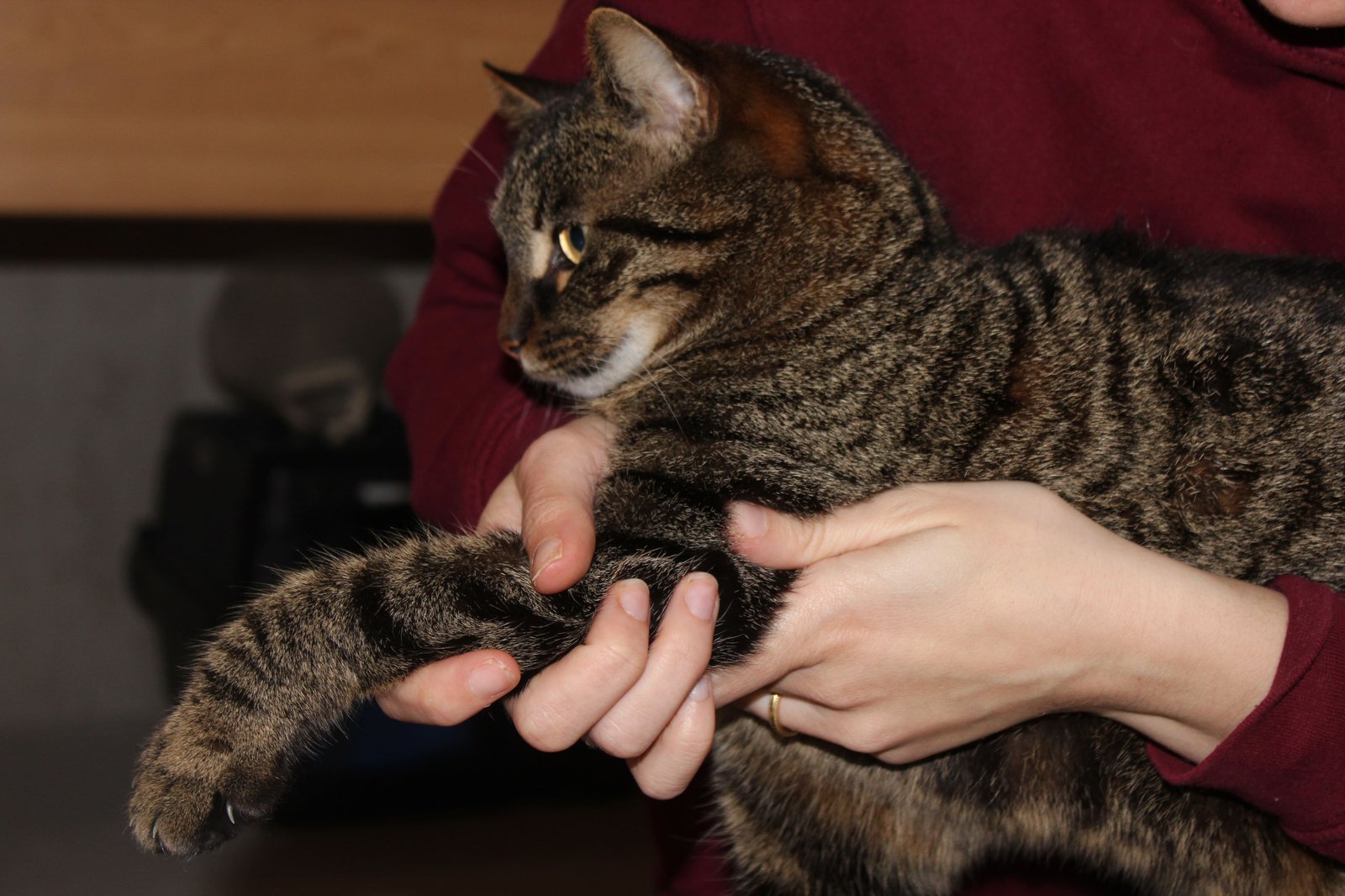 Consultation d'ostéopathie animale pour chat
